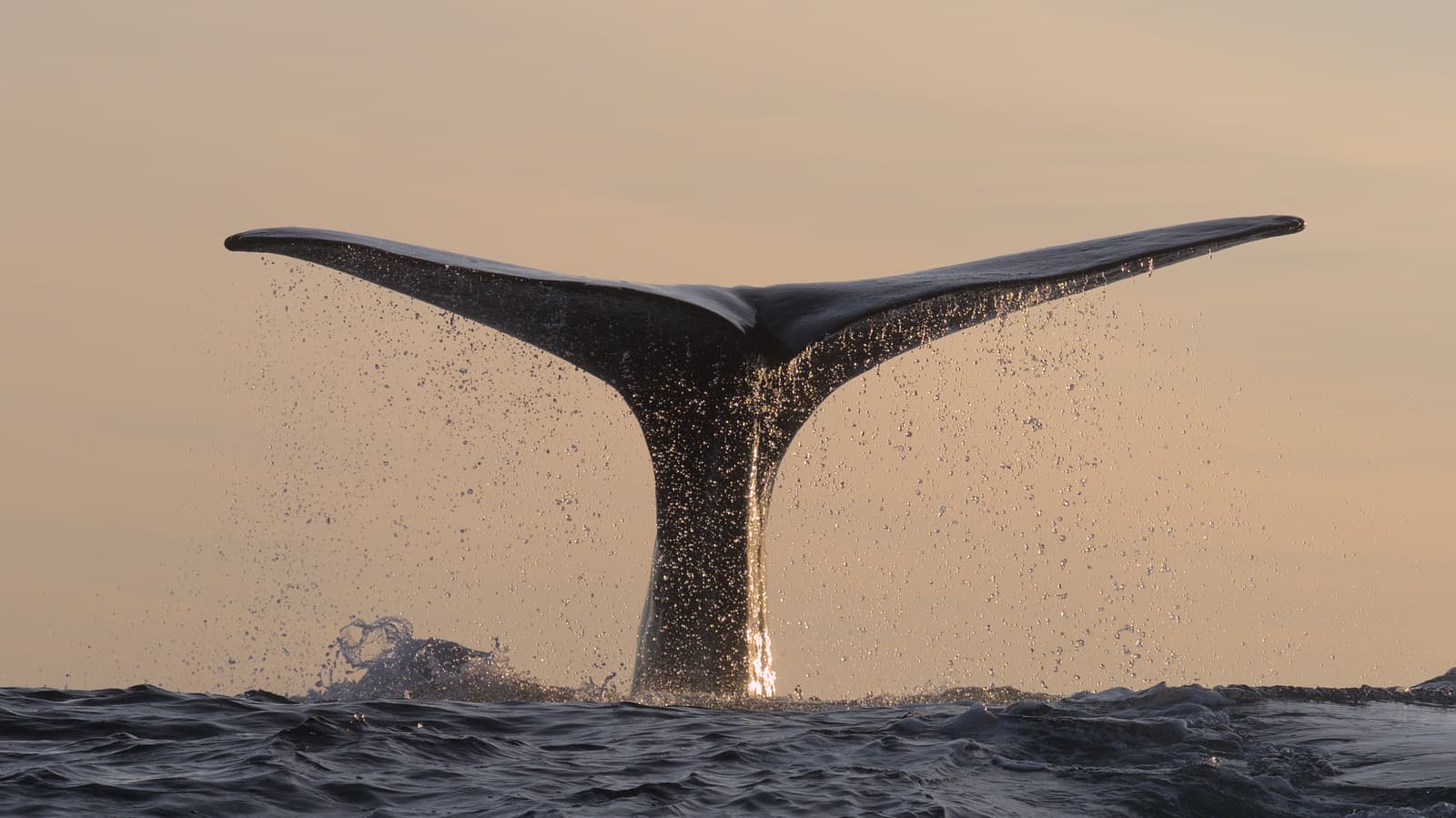Building a Hydrophone Buoy Control System for Whale Research Using Raspberry Pi, NixOS and Rust